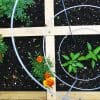 vegetable garden plans