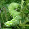 hornworm