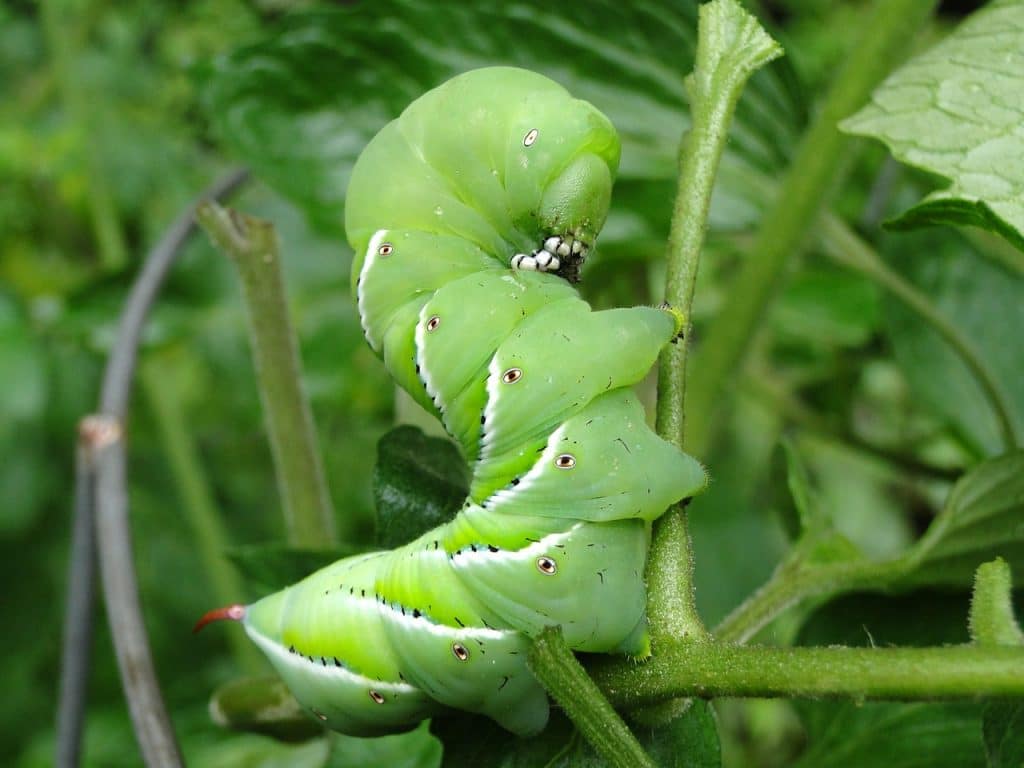 hornworm