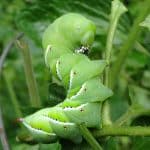 hornworm