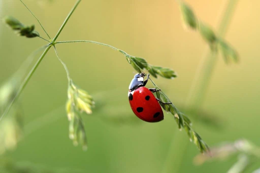 organic gardening pest control