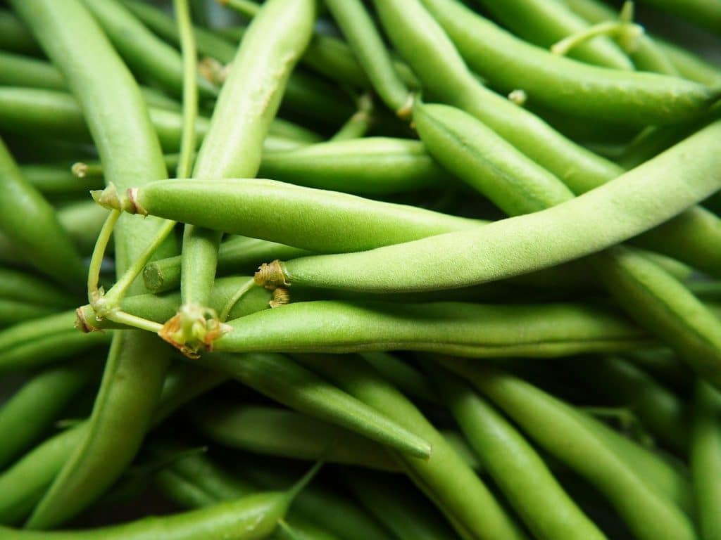 backyard vegetable garden