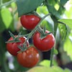 learn how to grow tomatoes