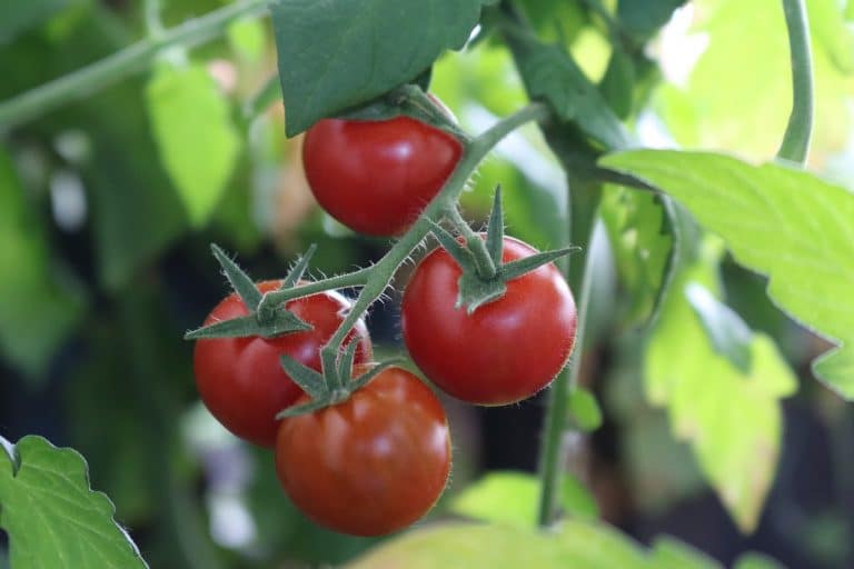 learn how to grow tomatoes