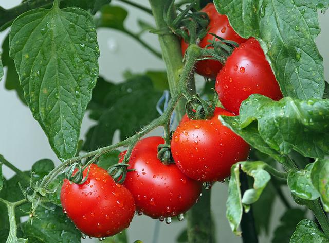 Grow tomatoes