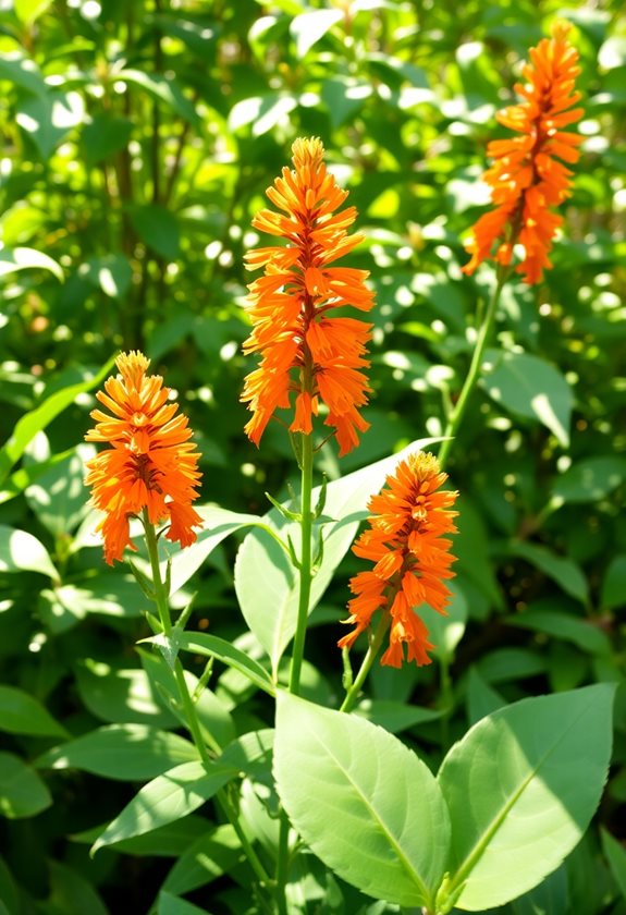 attract butterflies with milkweed