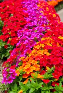 colorful flower bed arrangement