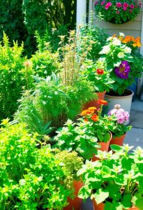 container gardening all year