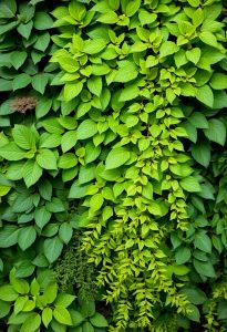 foliage layers beautify gardens