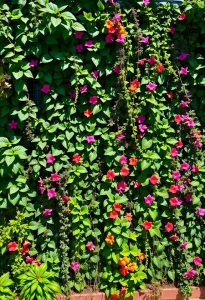 lush green climbing plants