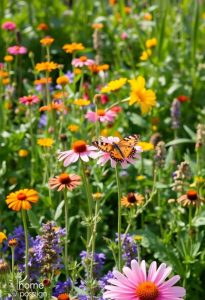 promote biodiversity and sustainability