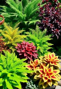 seasonal plants for gardens