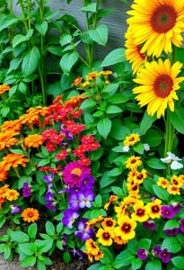 thriving garden flower companions