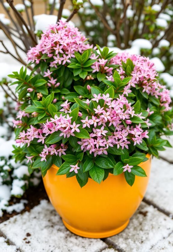 winter beauty in pots